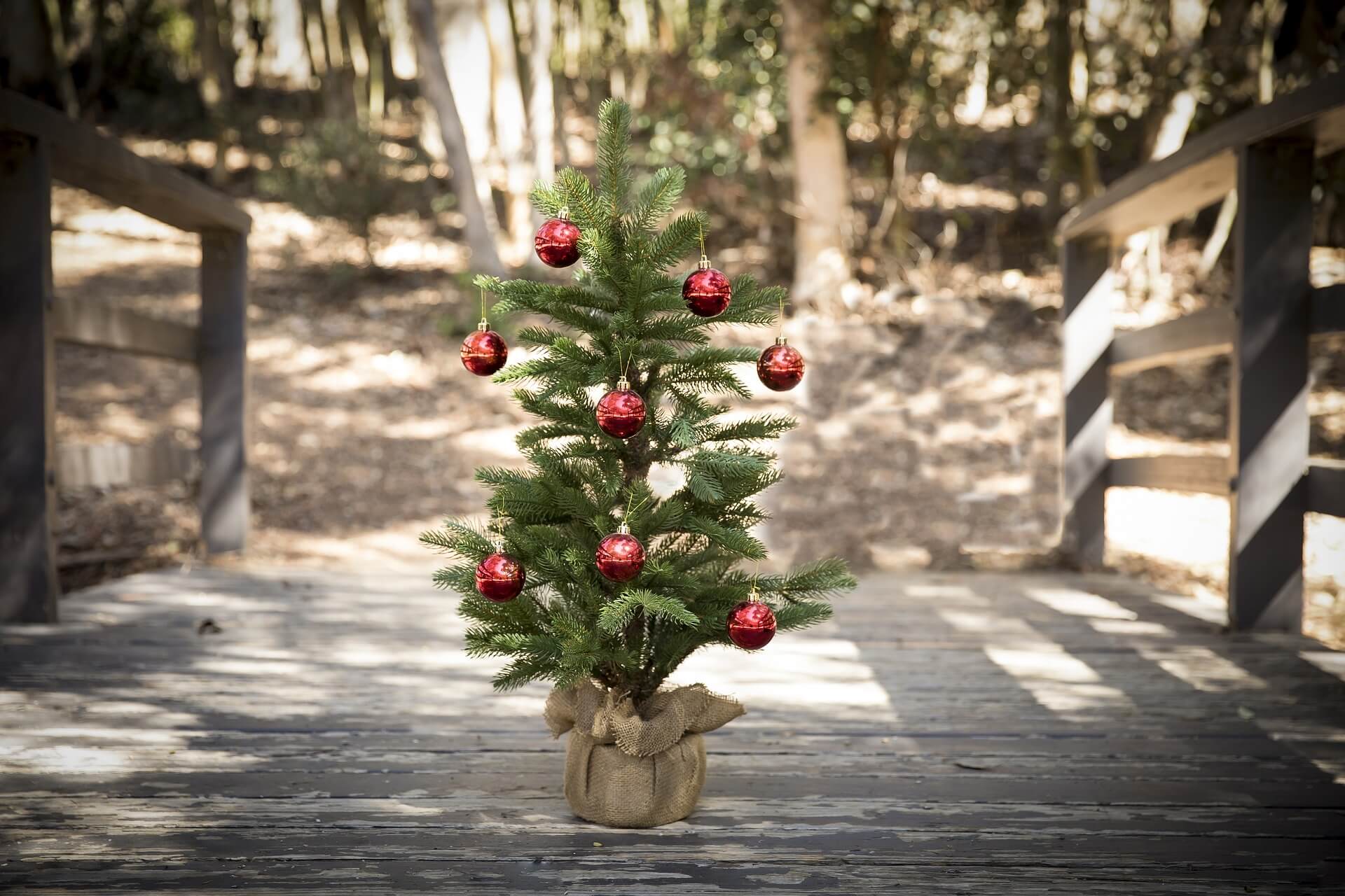 Evergreen Christmas Tree with Red Ornaments