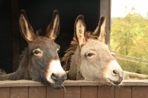 A pair of donkeys